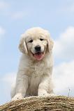 GOLDEN RETRIEVER 699